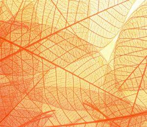 Leitbild Transparenz – Freiraum Psychotherapie Berlin